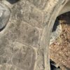 BKT Agrimax RT855 420/85R38 (16.9R38) - Image 5